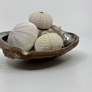 Decorative Sea Urchin Shells in Abalone Bowl